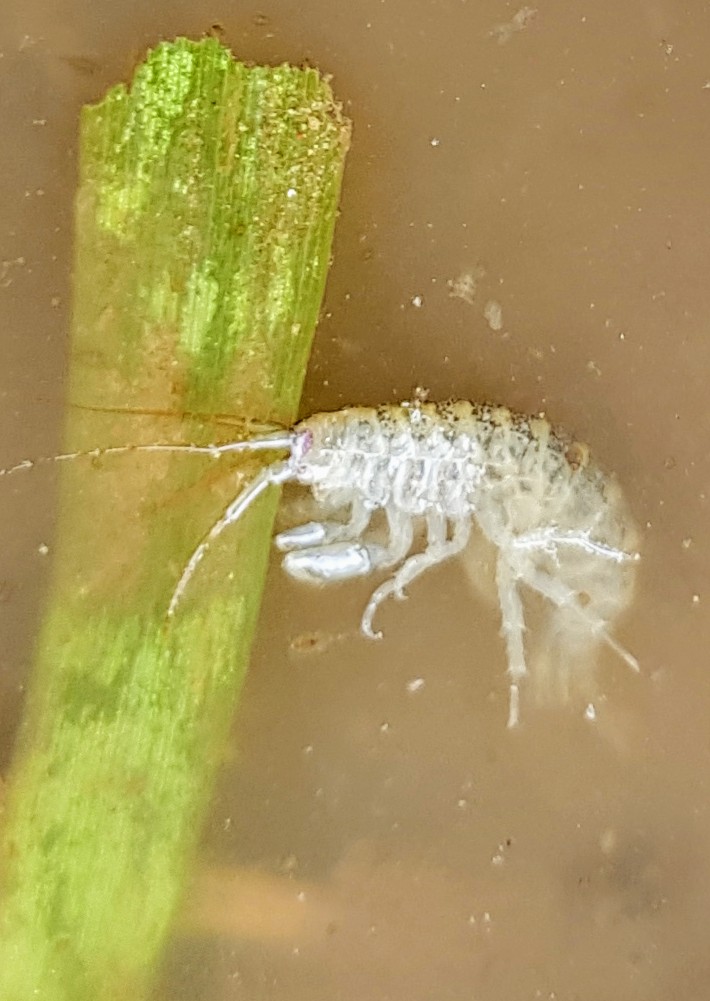 Freshwater Shrimp