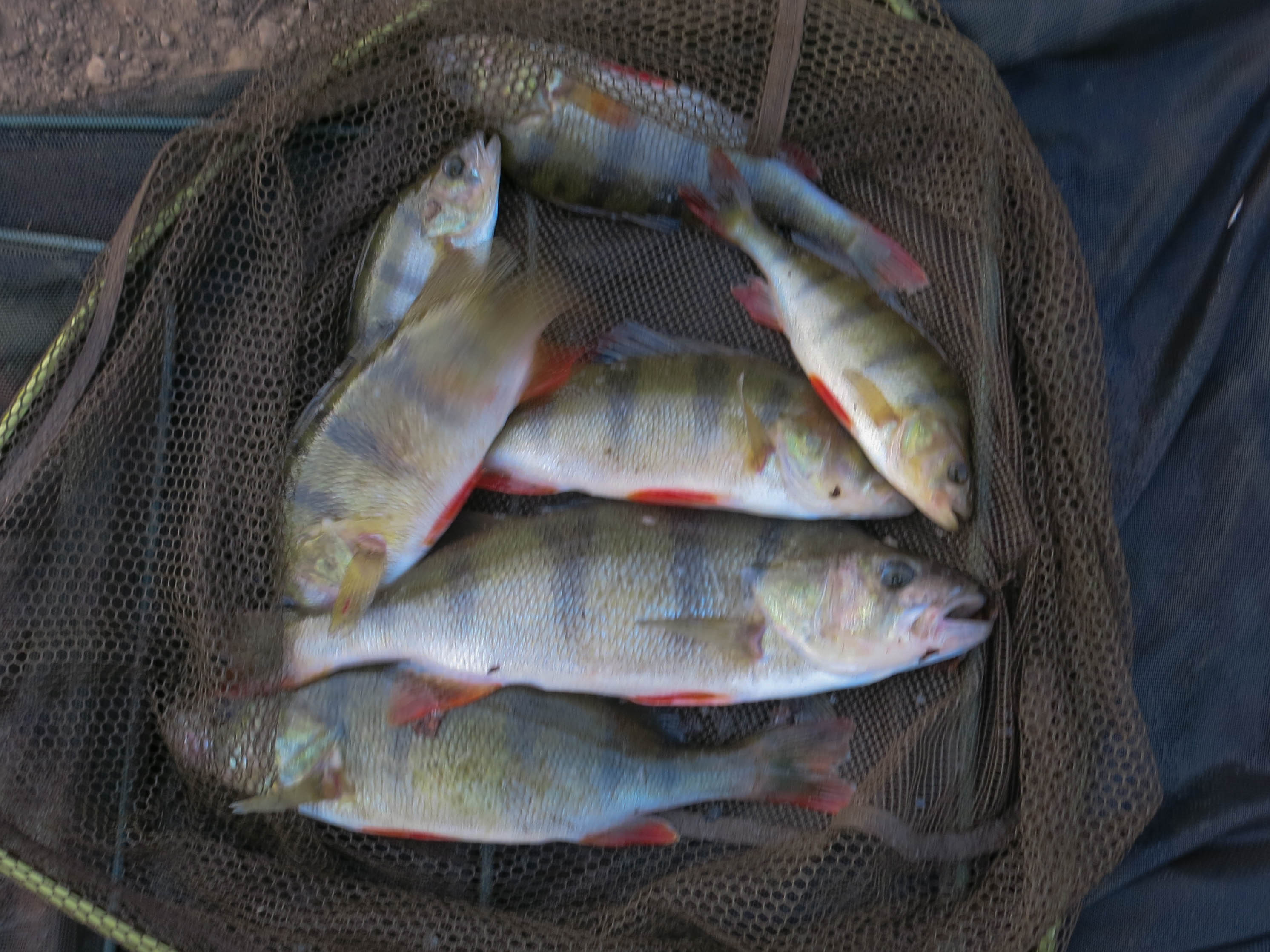 A net of Perch