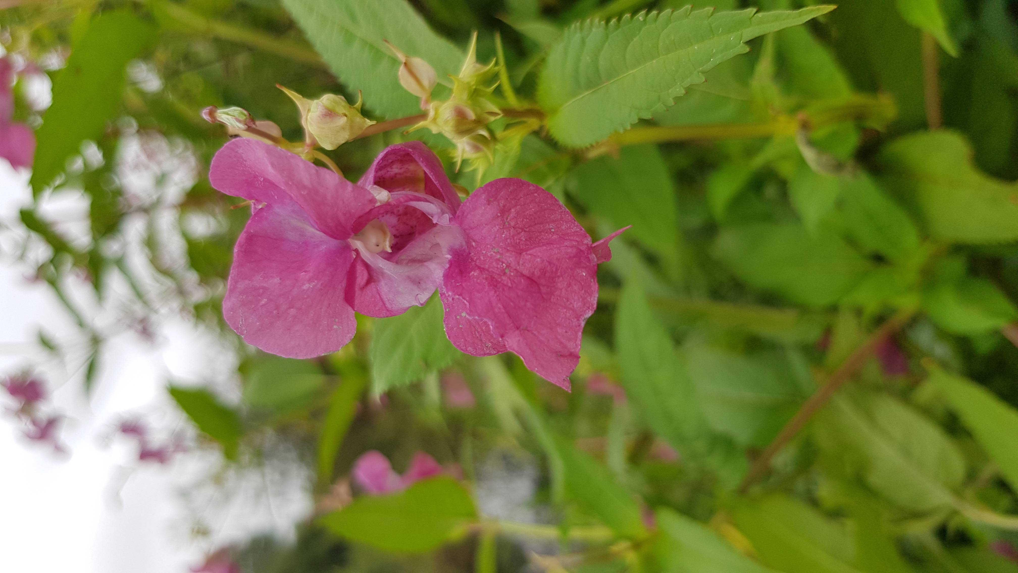 Himalayan Balsam