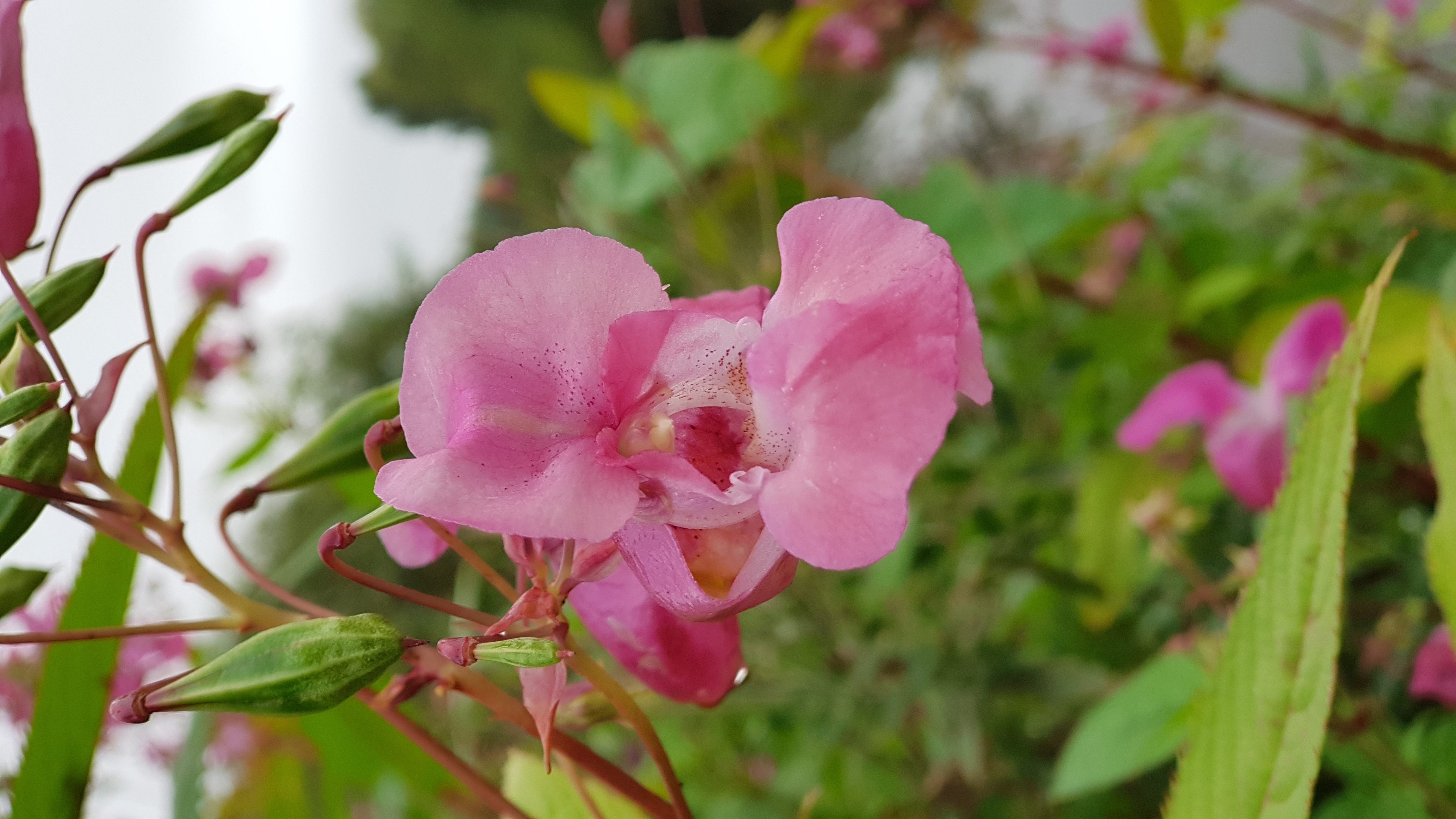 Himalayan Balsam