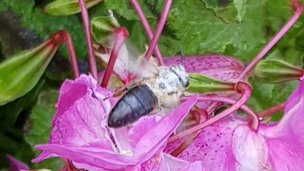 Honey Bee on Himalayan Balsam