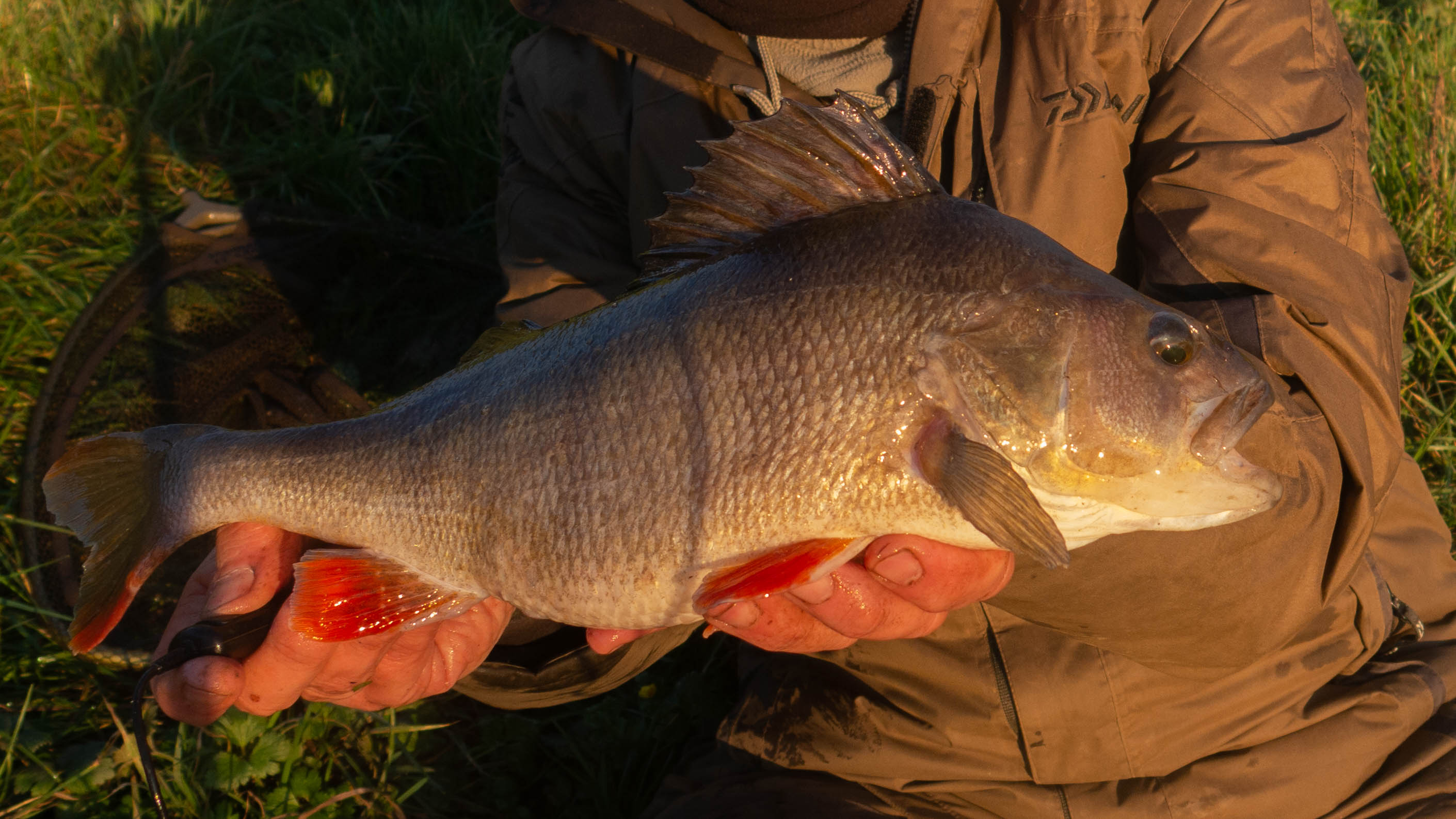 2lb Perch