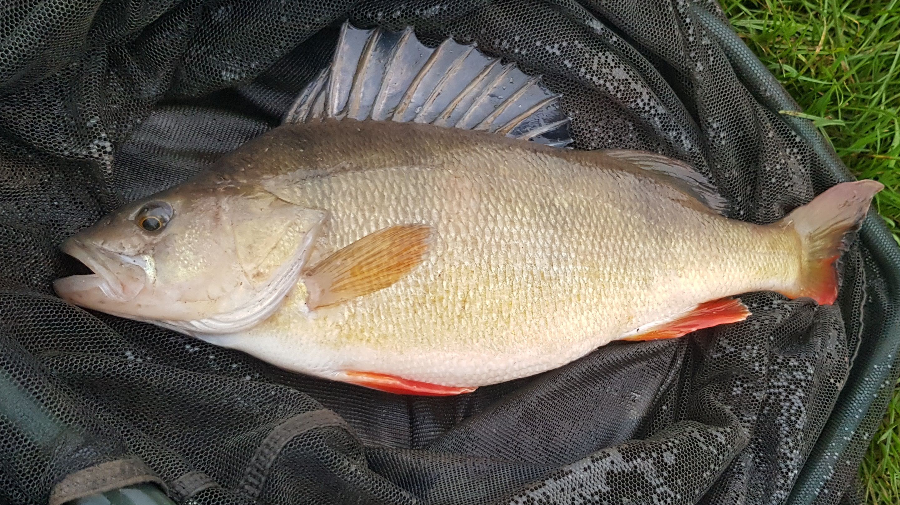 2lb 10oz Perch