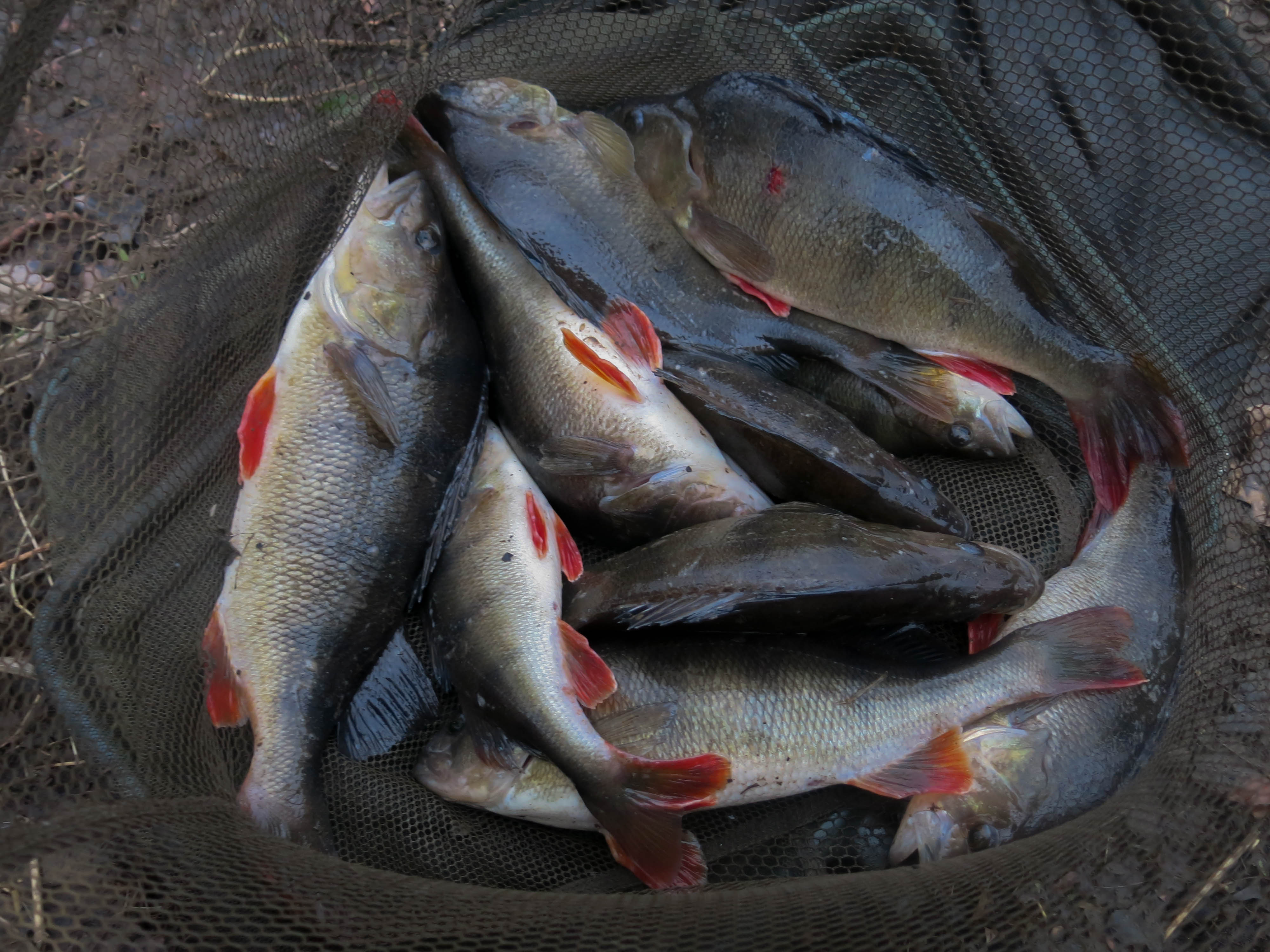 12lb 10oz Perch Bag