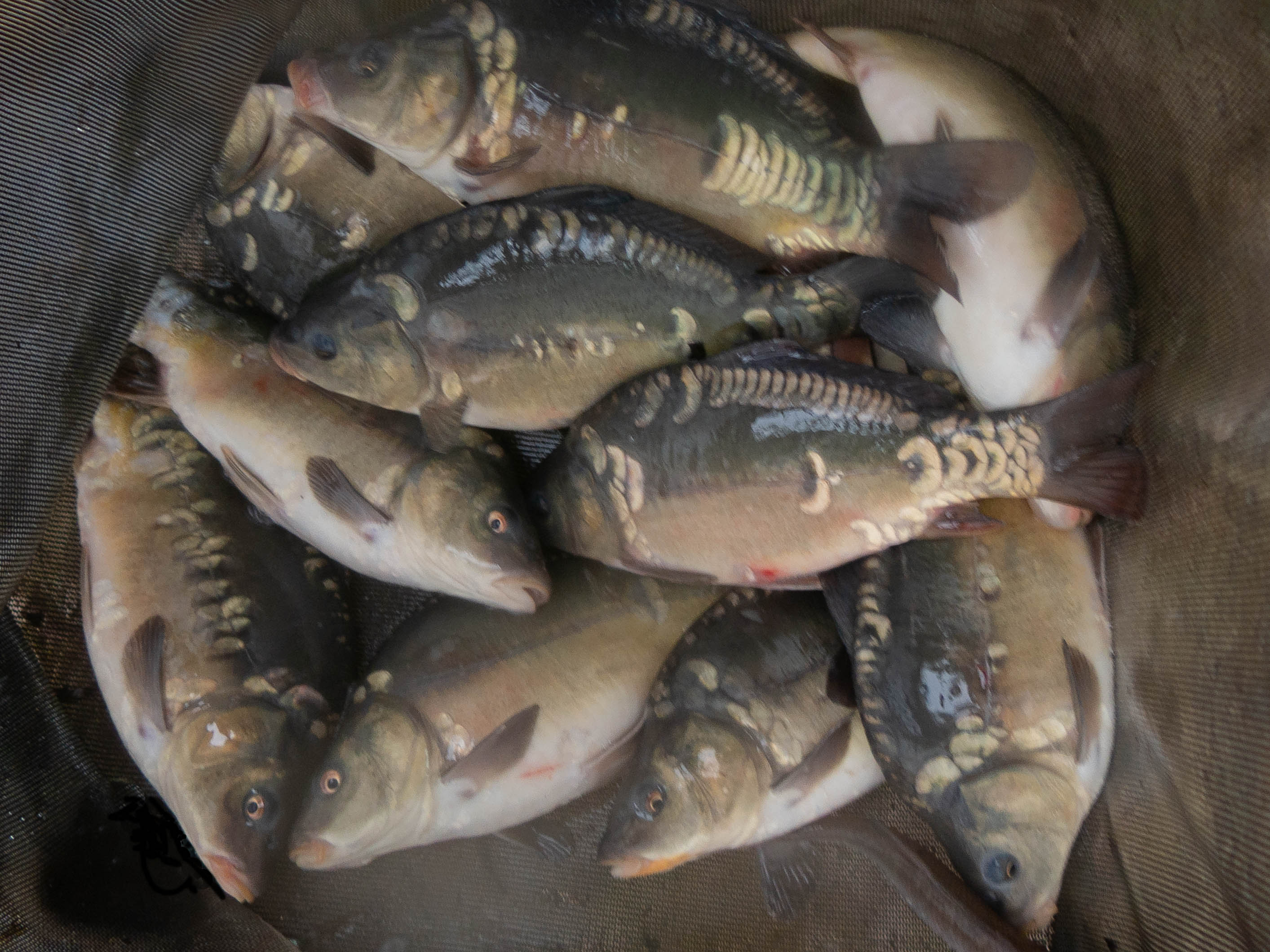 12 little Mirror Carp