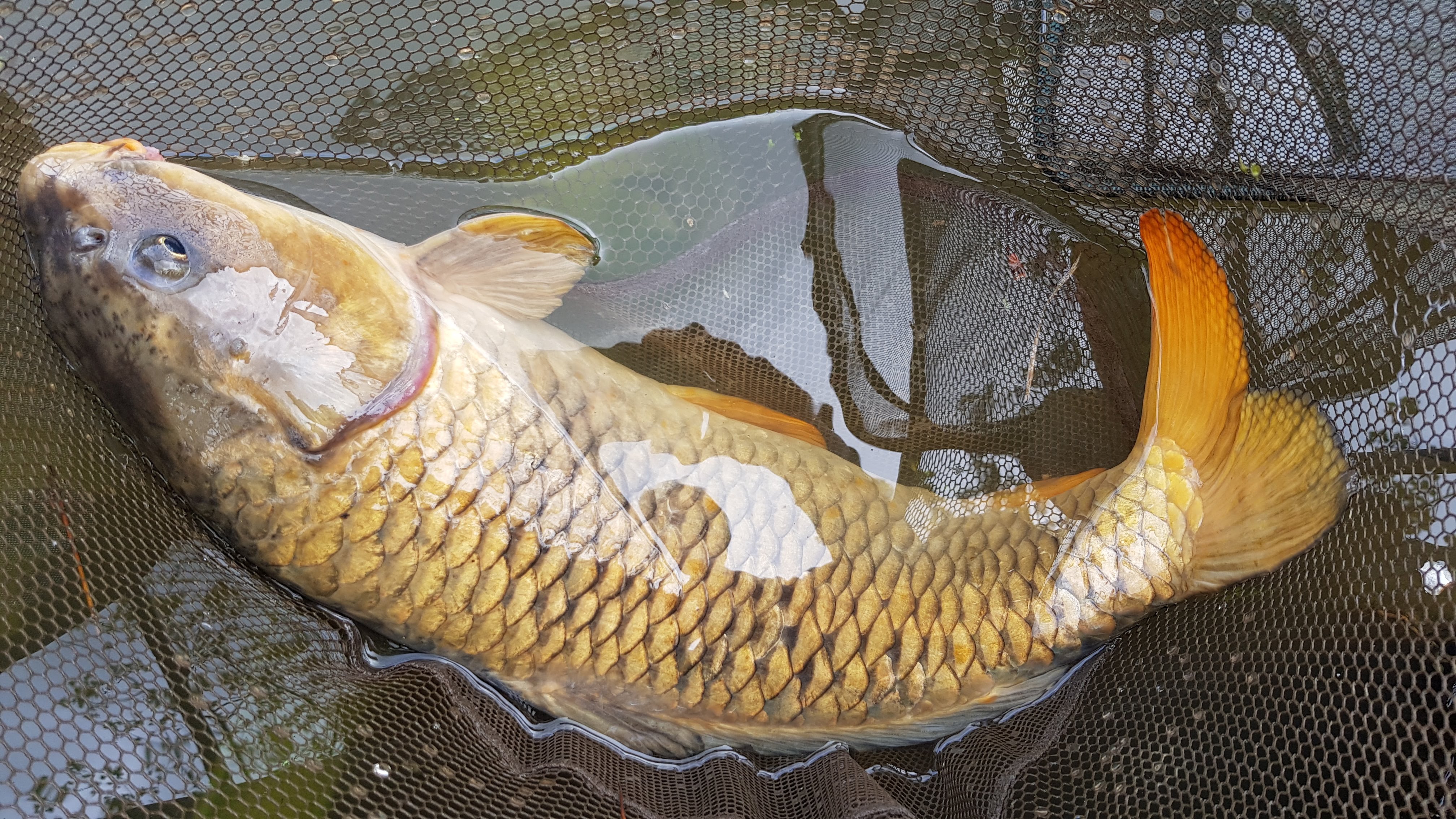 11lb 8oz Common Carp