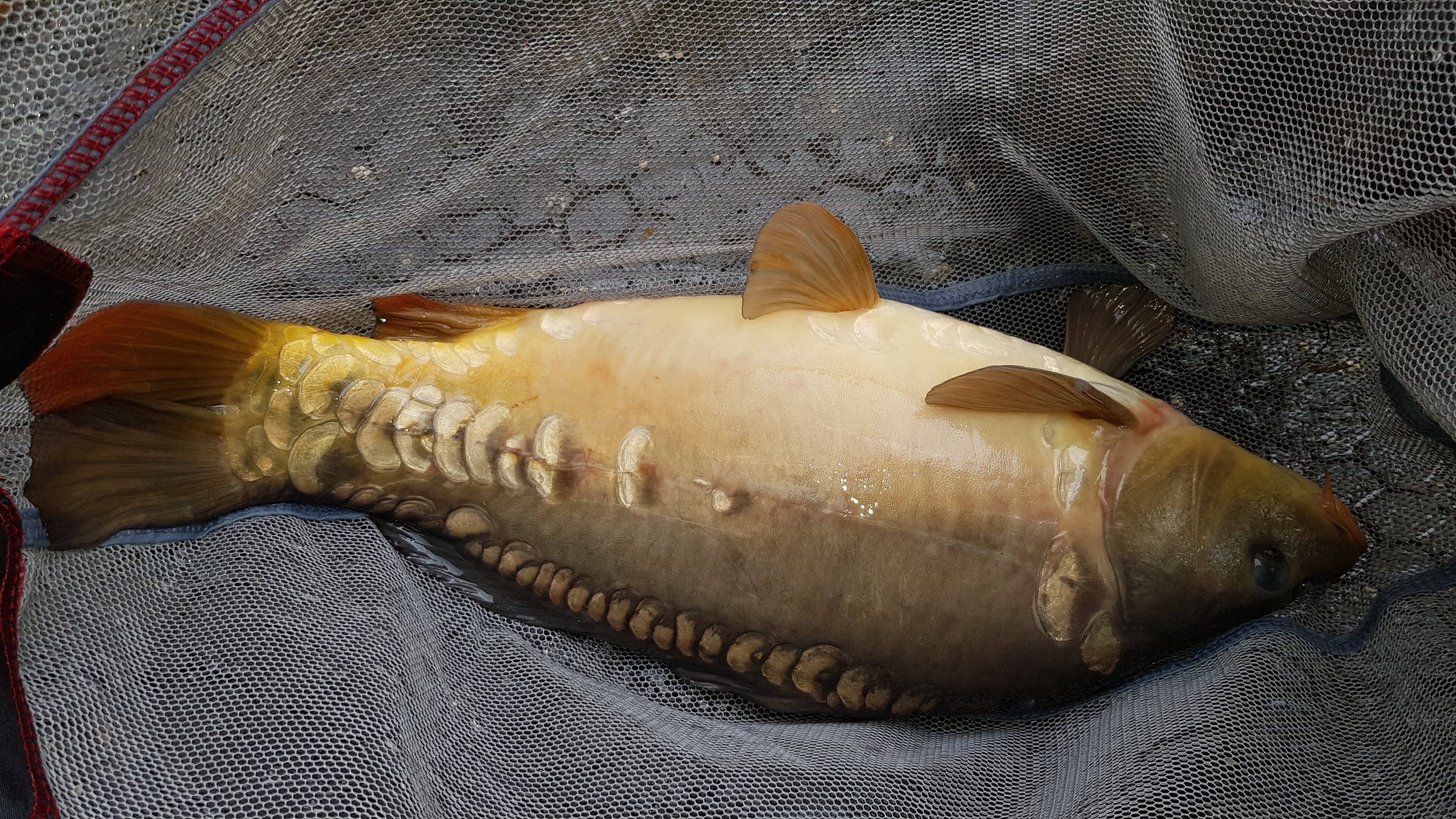 Peg 15 - Mirror Carp