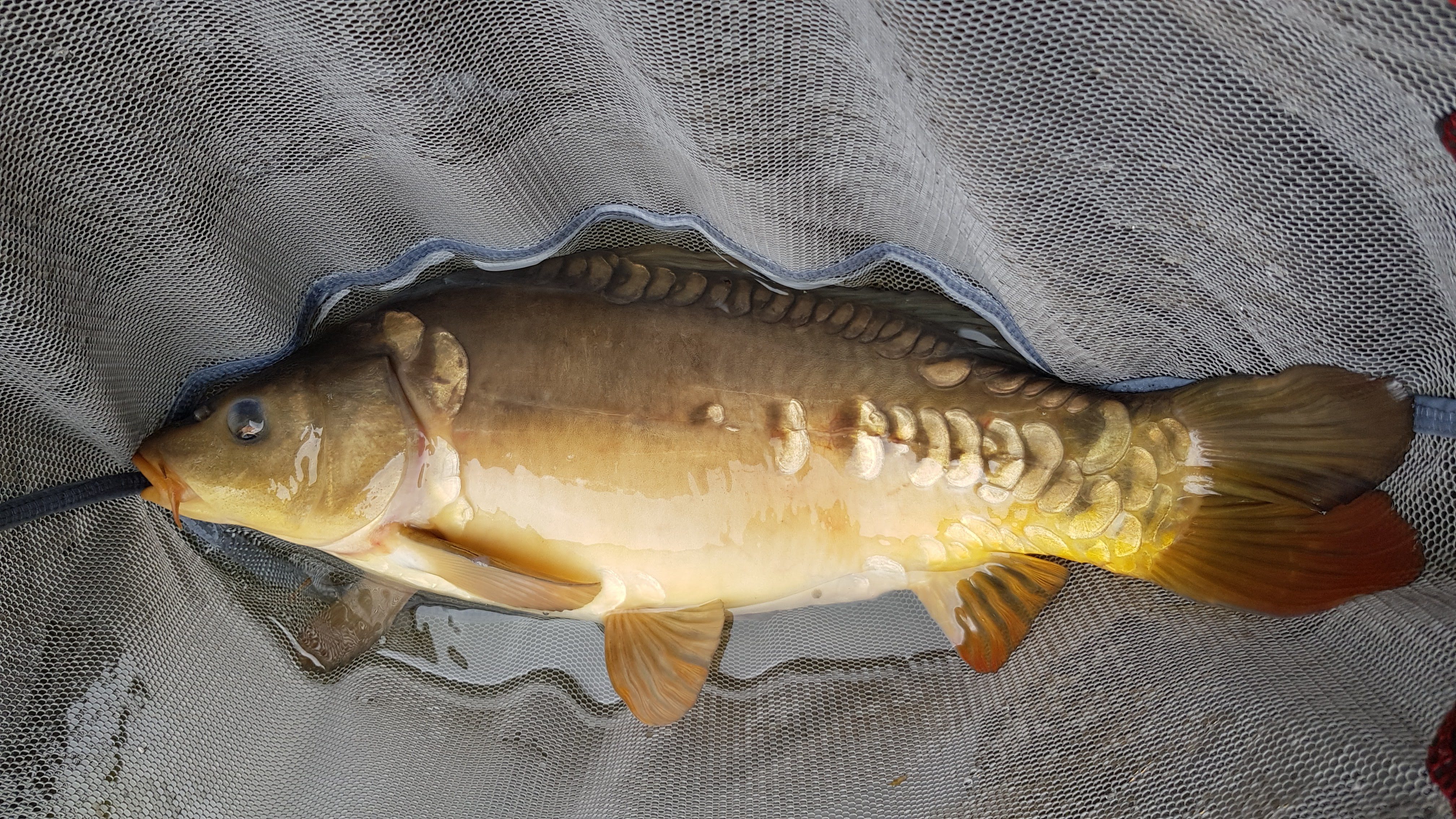 Peg 15 - Mirror Carp