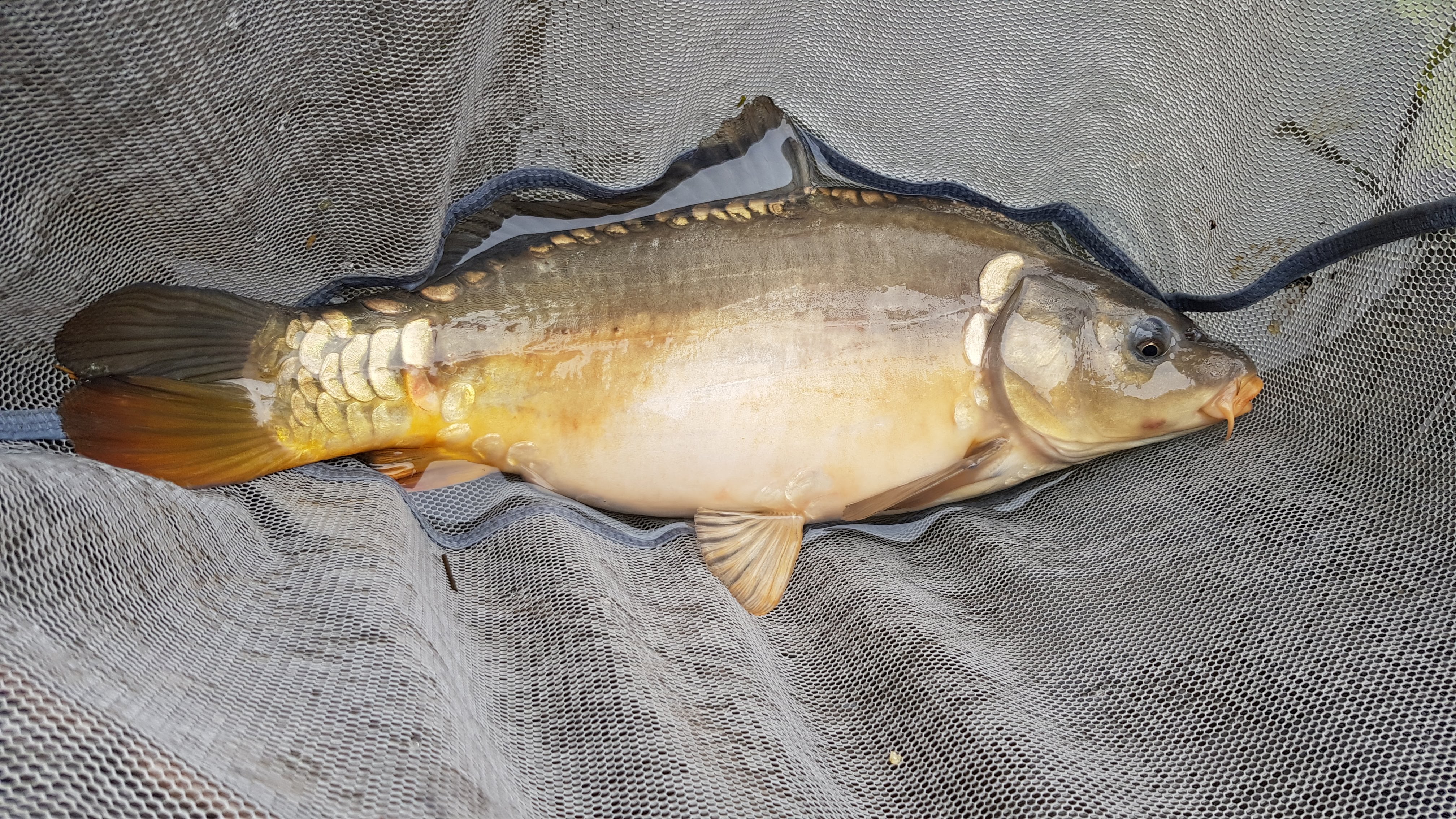 Peg 15 - Mirror Carp