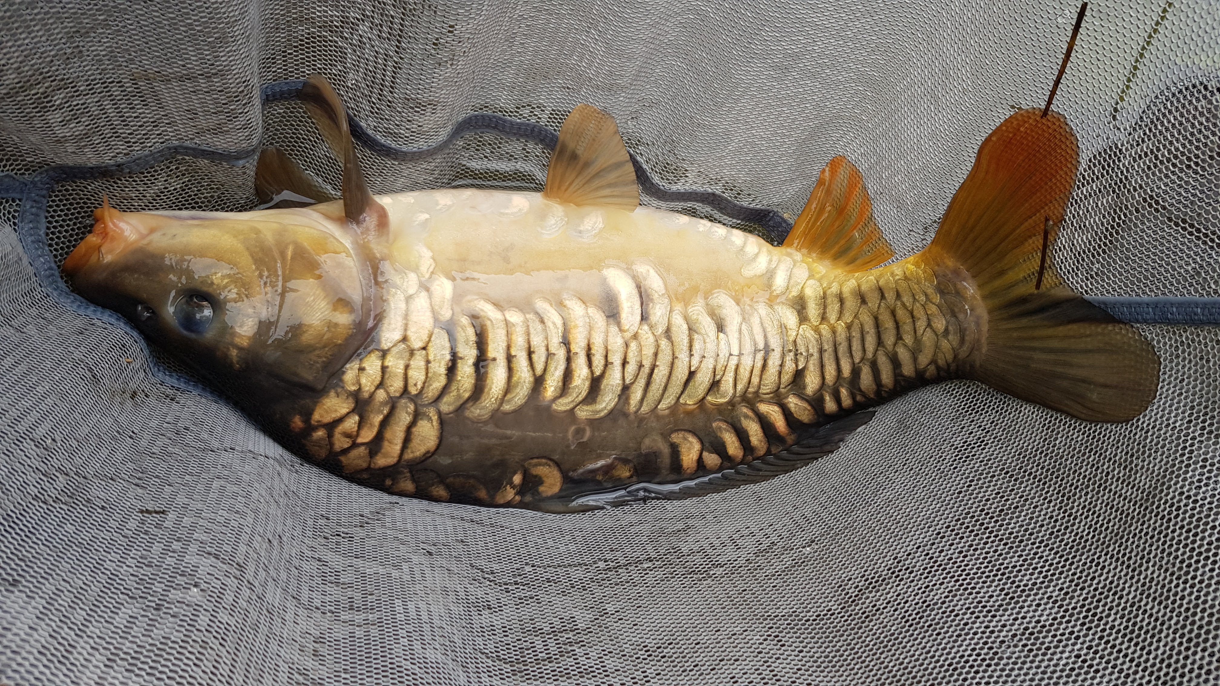 Peg 15 - Mirror Carp