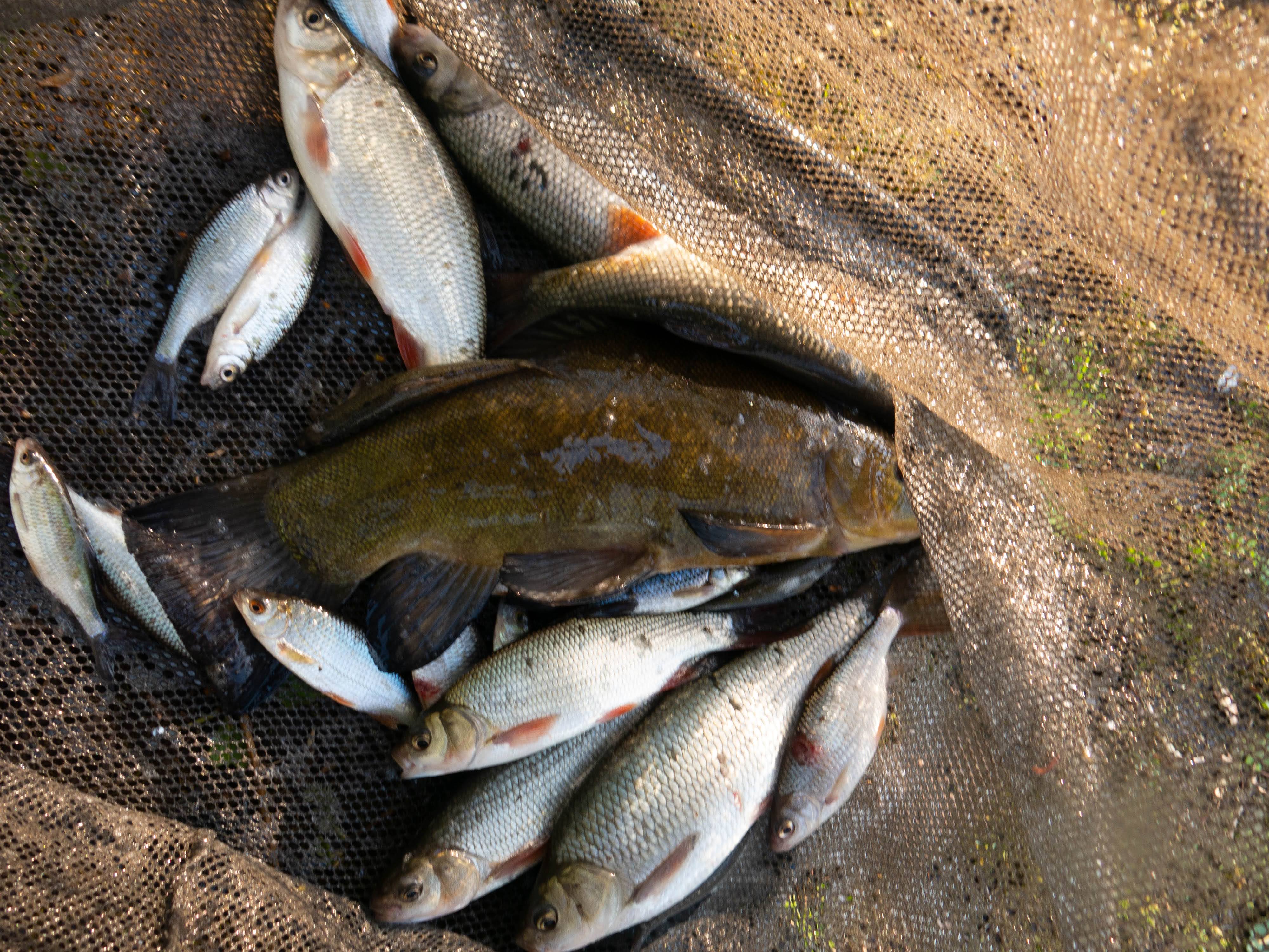 Mixed Net including nice Tench