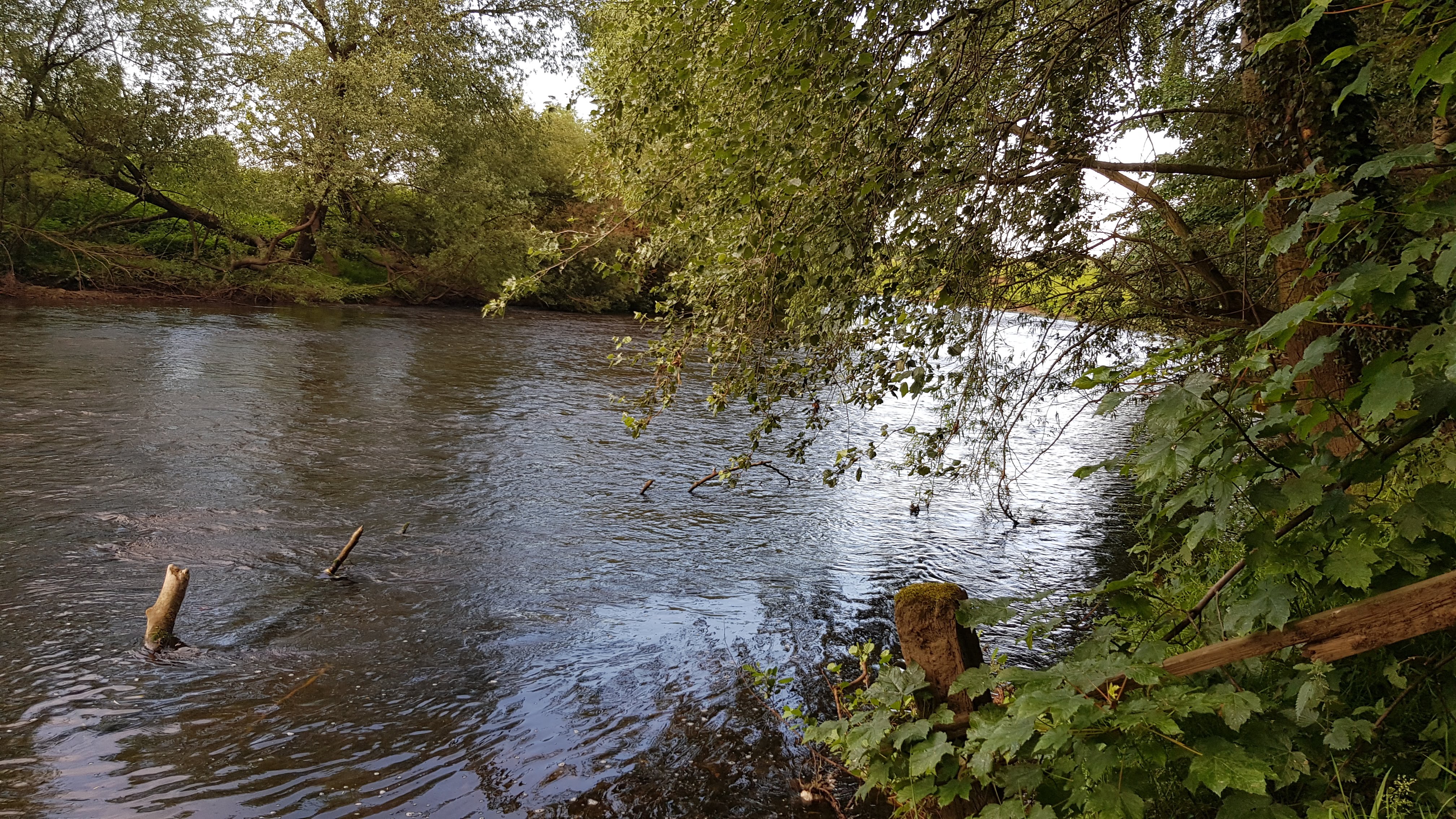 Fast, shallow stretch at Asenby